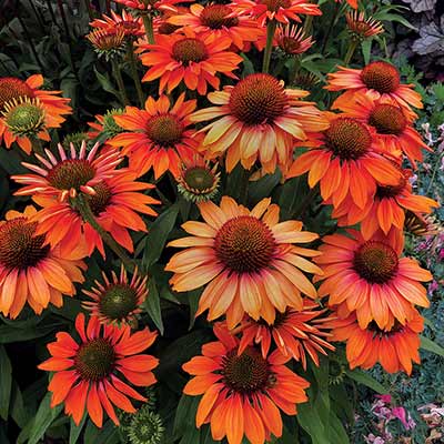 Echinacea PRIMA™ 'Ginger'