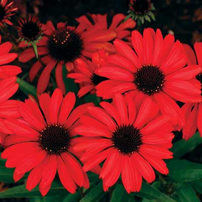 Echinacea PRIMA™ 'Ruby'