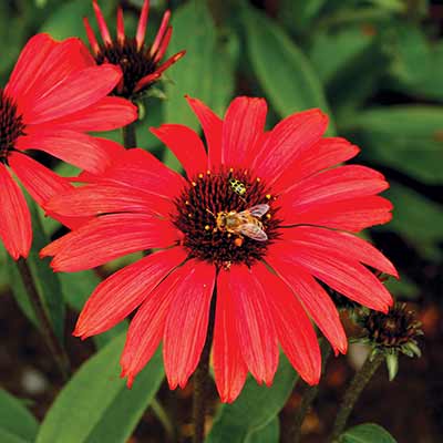 Echinacea PRIMA™ 'Ruby'