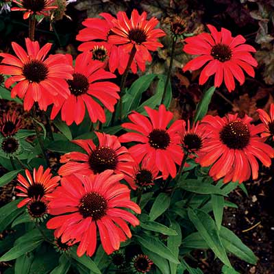 Echinacea PRIMA™ 'Ruby'