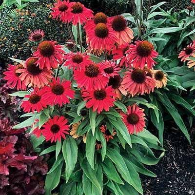 Echinacea PRIMA™ 'Ruby'