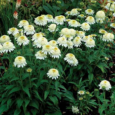 Echinacea PUFF® 'Vanilla'