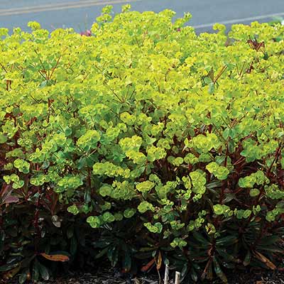 Euphorbia 'Golden Glory'