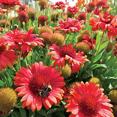 Gaillardia 'Red Sun'