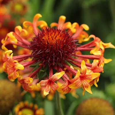 Gaillardia 'Sun Devil'