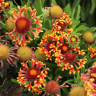 Gaillardia 'Sun Devil'