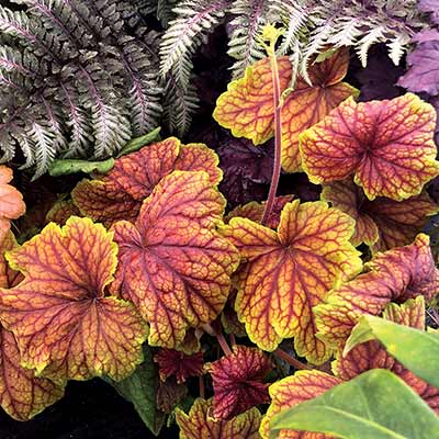 Heuchera 'Delta Dawn'