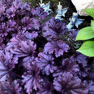 Heuchera FOREVER® 'Purple'