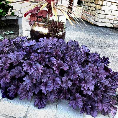 Heuchera FOREVER® 'Purple'