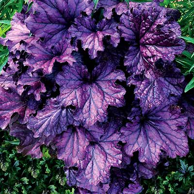 Heuchera FOREVER® 'Purple'