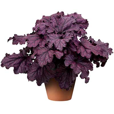 Heuchera FOREVER® 'Purple'