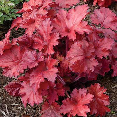 Heuchera FOREVER® 'Red'