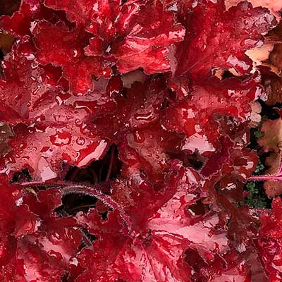 Heuchera FOREVER® 'Red'