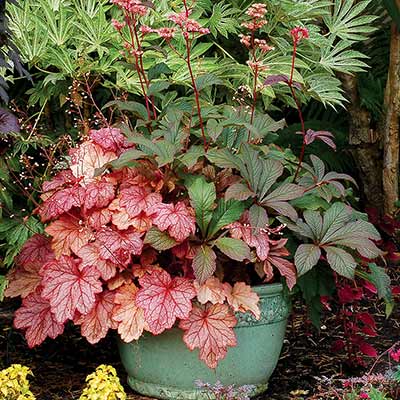 Heuchera 'Georgia Peach'