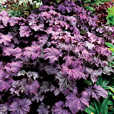 Heuchera GRANDE™ 'Amethyst'