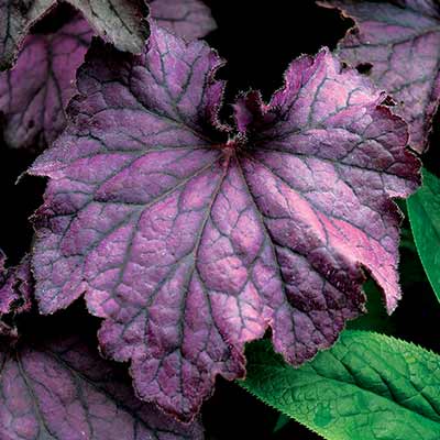 Heuchera GRANDE™ 'Amethyst'