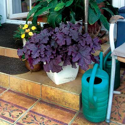 Heuchera GRANDE™ 'Amethyst'