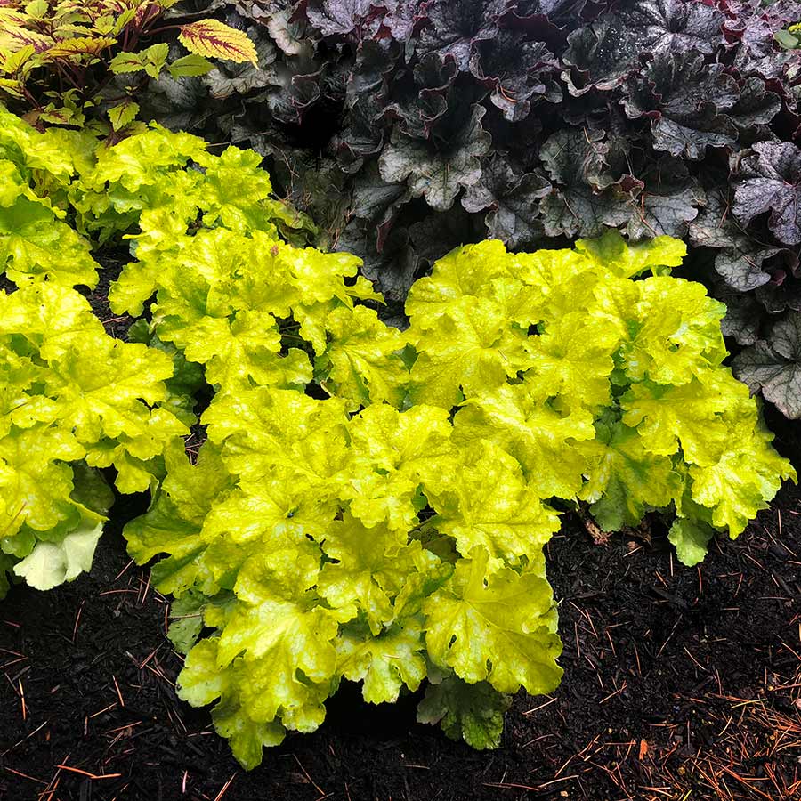 Heuchera 'Lemon Supreme'