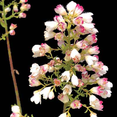 Heuchera 'Lemon Supreme'