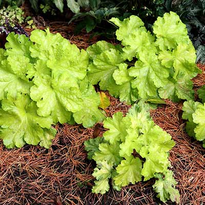 Heuchera 'Lemon Supreme'