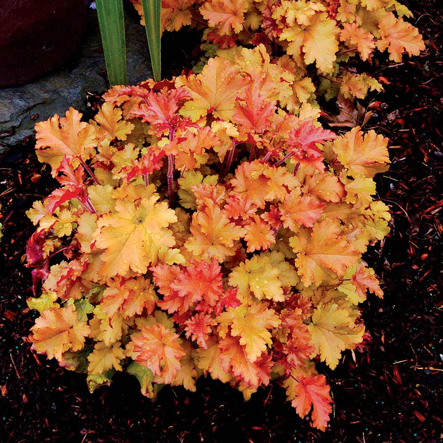 Heuchera Lime Marmalade Companion Plants At Christina Button Blog