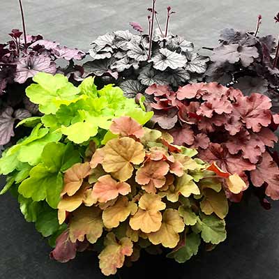 Heuchera NORTHERN EXPOSURE™ 'Amber'