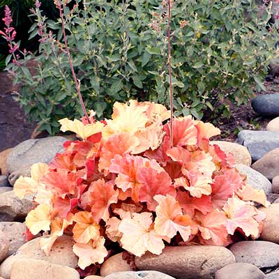 Heuchera NORTHERN EXPOSURE™ 'Amber'