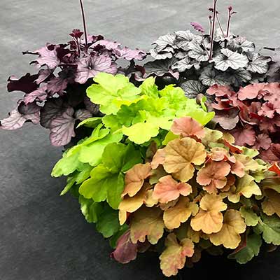 Heuchera NORTHERN EXPOSURE™ 'Purple'