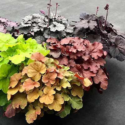 Heuchera NORTHERN EXPOSURE™ 'Red'