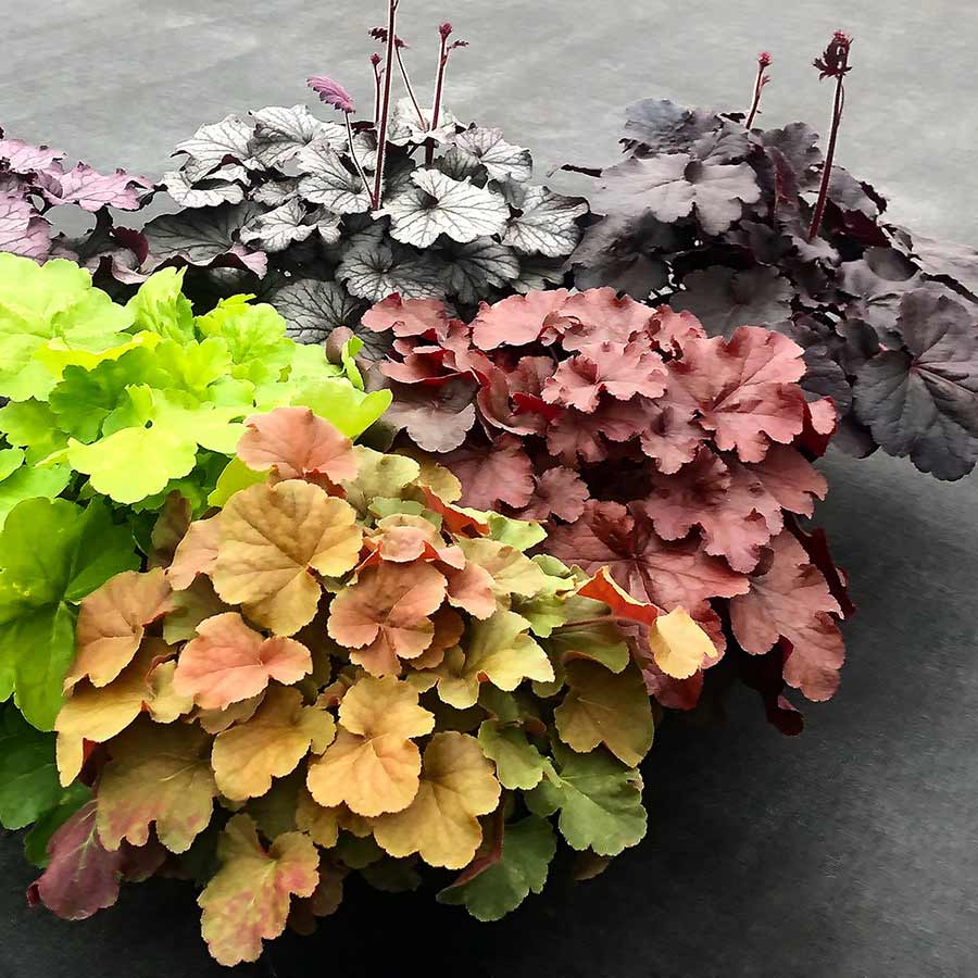 Heuchera NORTHERN EXPOSURE™ Red | TERRA NOVA® Nurseries, Inc.