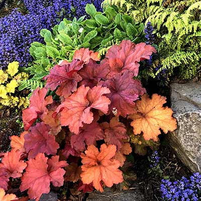 Heuchera 'Rio'