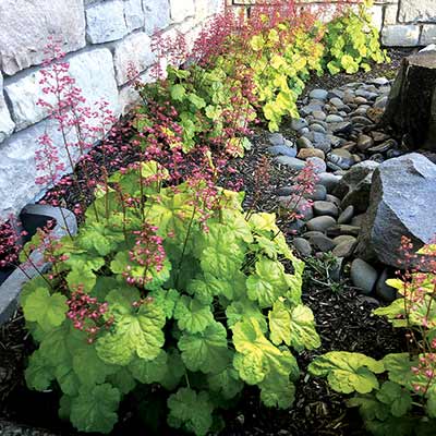 Heuchera LITTLE CUTIES™ 'Sweet Tart'