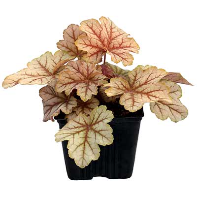 Heuchera 'Topaz Jazz'