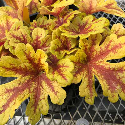 Heucherella 'Firecracker'