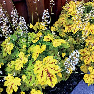 Heucherella 'Solar Power'