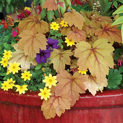 Heucherella 'Sweet Tea'