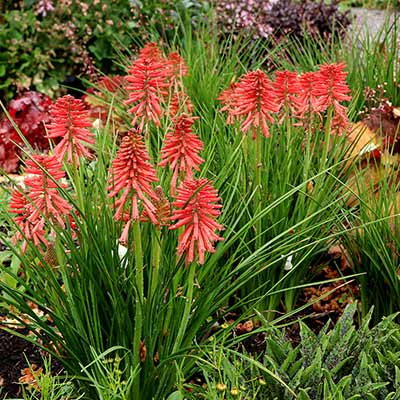 Kniphofia POCO™ 'Red'