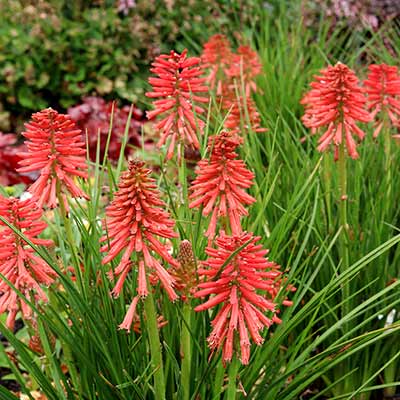 Kniphofia POCO™ 'Red'