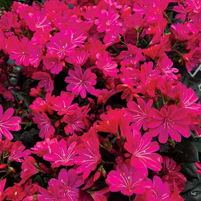 Lewisia 'Constant Comment'