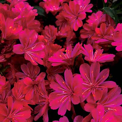 Lewisia 'Constant Comment'