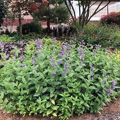 Nepeta 'Blue Dragon'