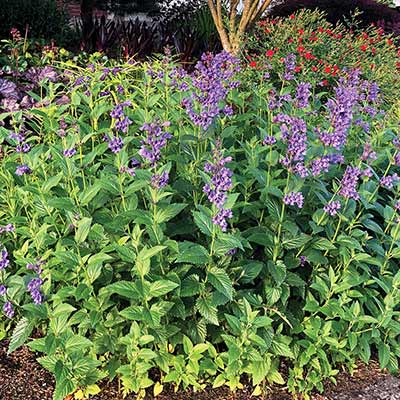 Nepeta 'Blue Dragon'