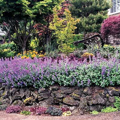 Nepeta 'Purple Haze'