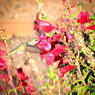 Penstemon CHA CHA™ 'Cherry'