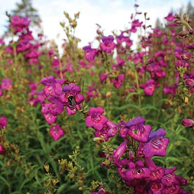 Penstemon CHA CHA™ 'Purple'