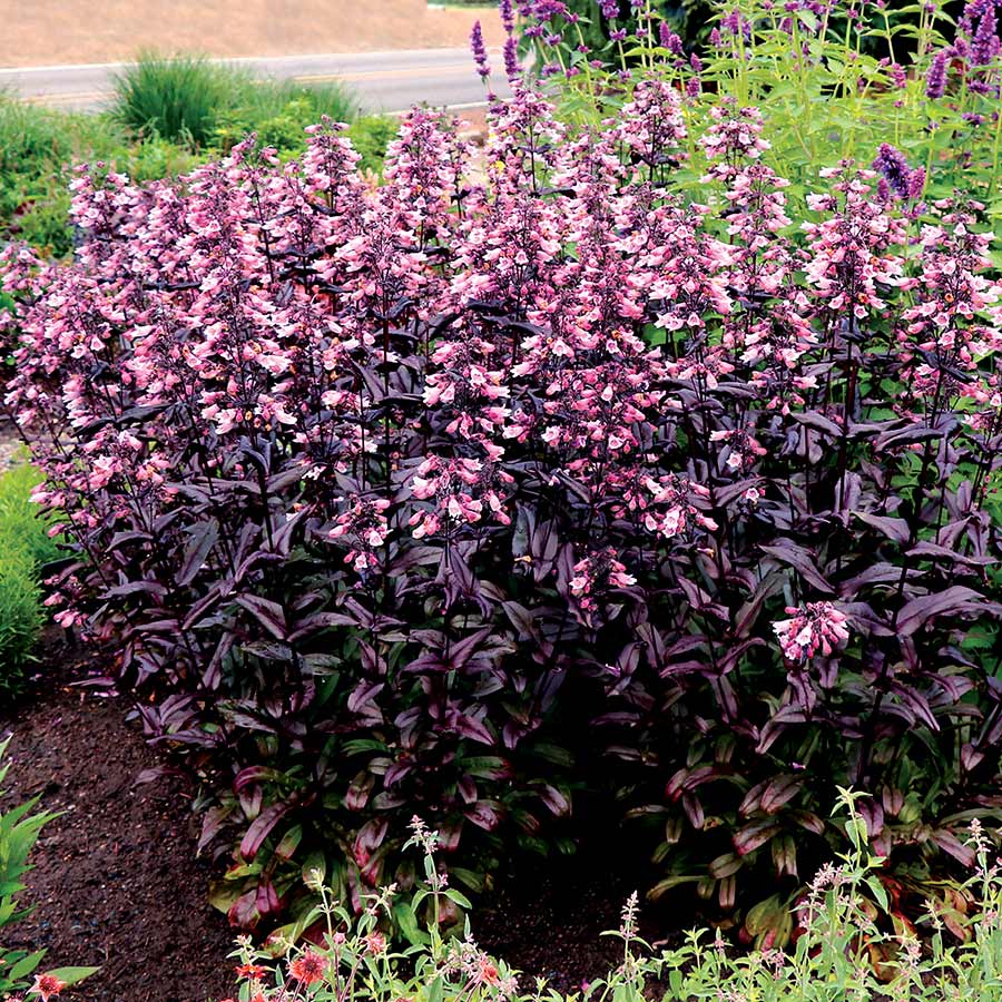 Penstemon DAKOTA™ 'Burgundy'