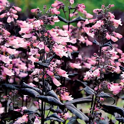 Penstemon DAKOTA™ 'Burgundy'