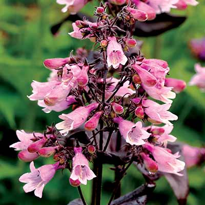 Penstemon DAKOTA™ 'Burgundy'