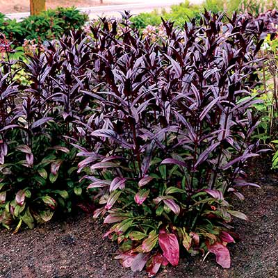 Penstemon DAKOTA™ 'Burgundy'