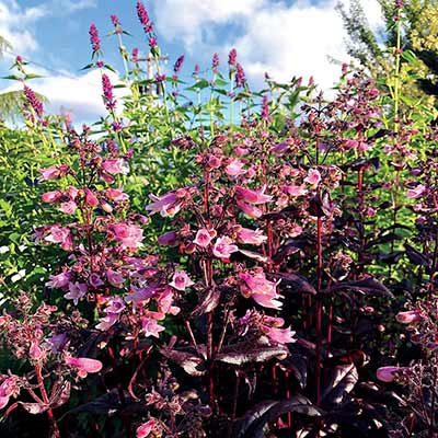 Penstemon DAKOTA™ 'Burgundy'